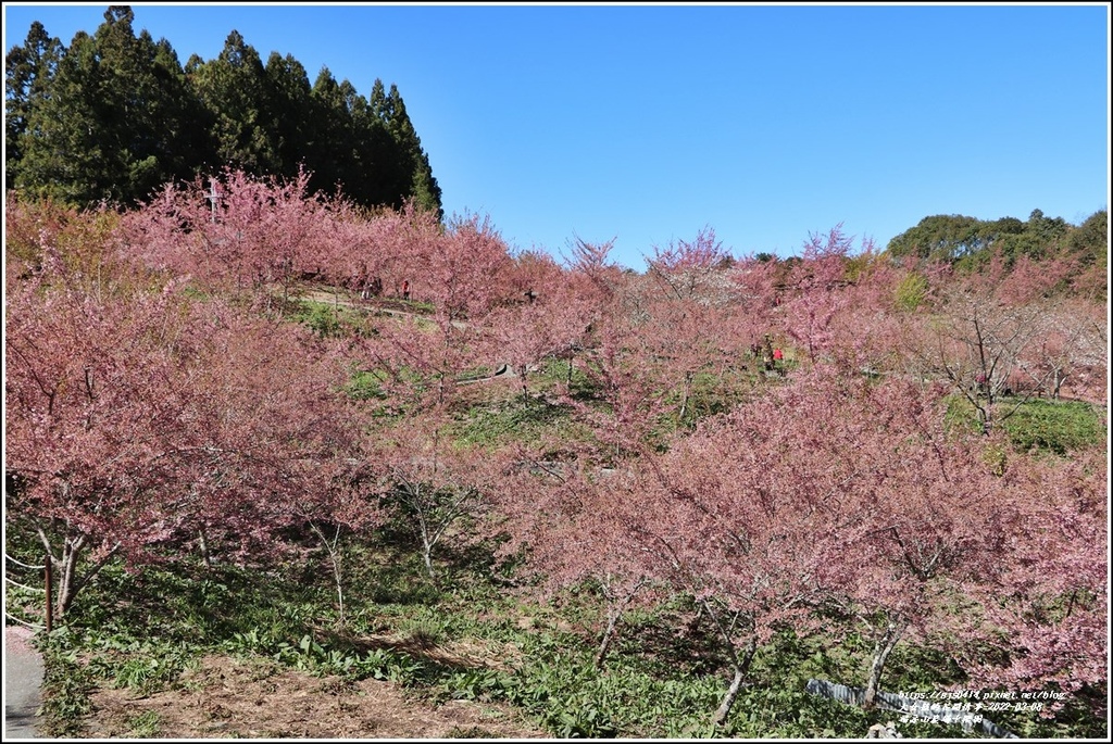 福壽山農場千櫻園-2022-03-94.jpg