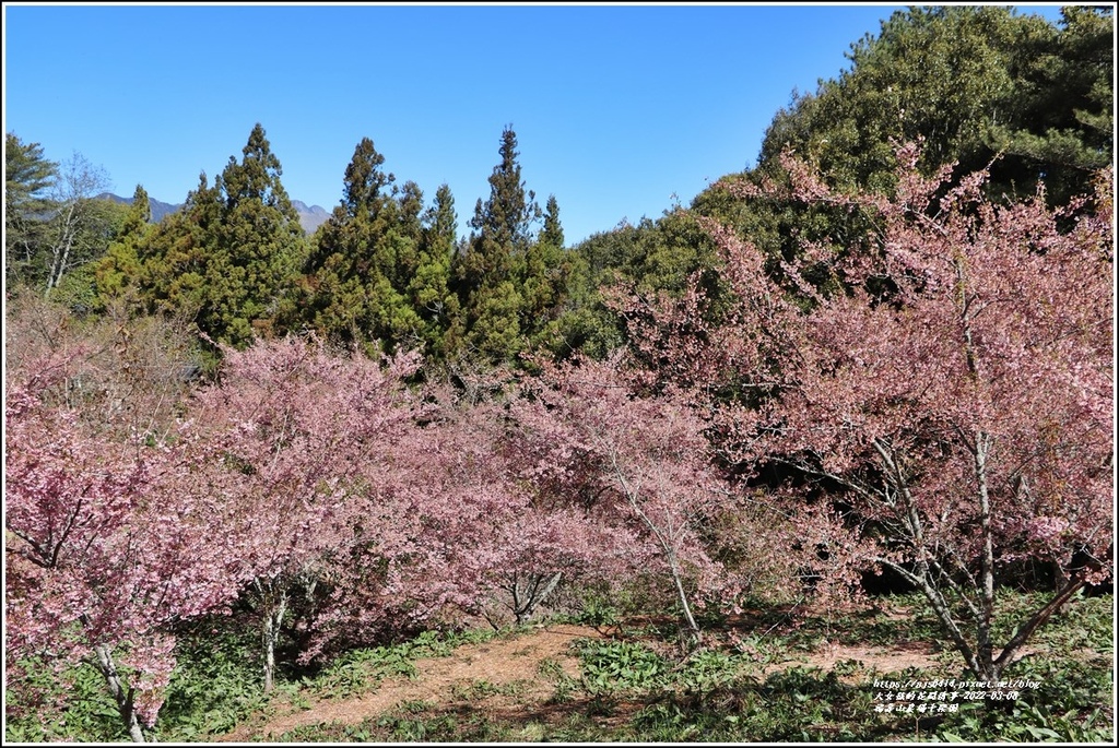 福壽山農場千櫻園-2022-03-90.jpg