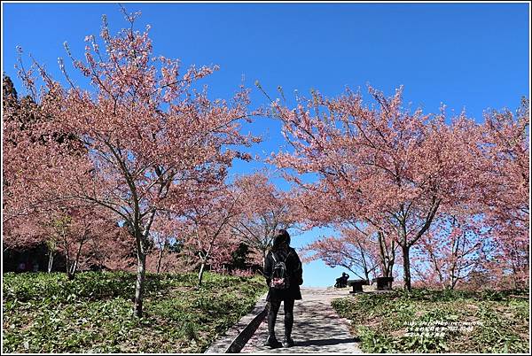 福壽山農場千櫻園-2022-03-99.jpg