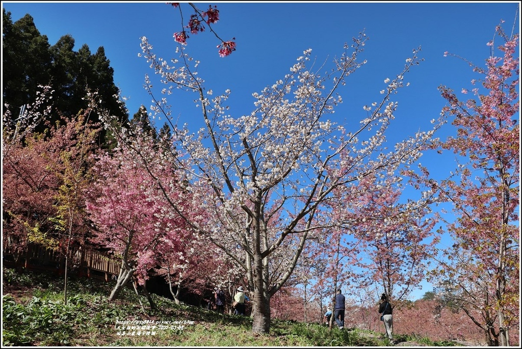 福壽山農場千櫻園-2022-03-105.jpg