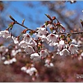 福壽山農場千櫻園-2022-03-104.jpg