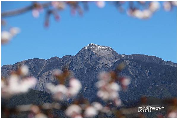 福壽山農場千櫻園-2022-03-113.jpg