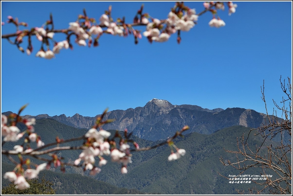 福壽山農場千櫻園-2022-03-112.jpg