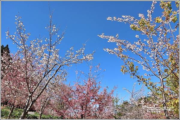 福壽山農場千櫻園-2022-03-117.jpg