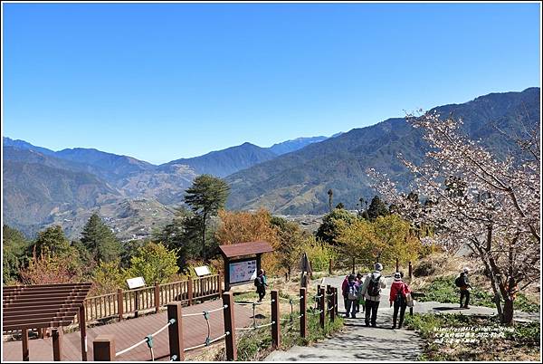 福壽山農場千櫻園-2022-03-119.jpg