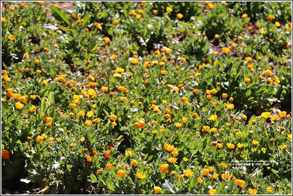 福壽山農場-2022-03-02.jpg 福壽山農場-2022-03-02.jpg