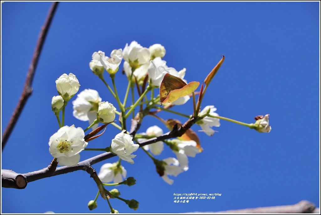 福壽山農場-2022-03-05.jpg 福壽山農場-2022-03-05.jpg
