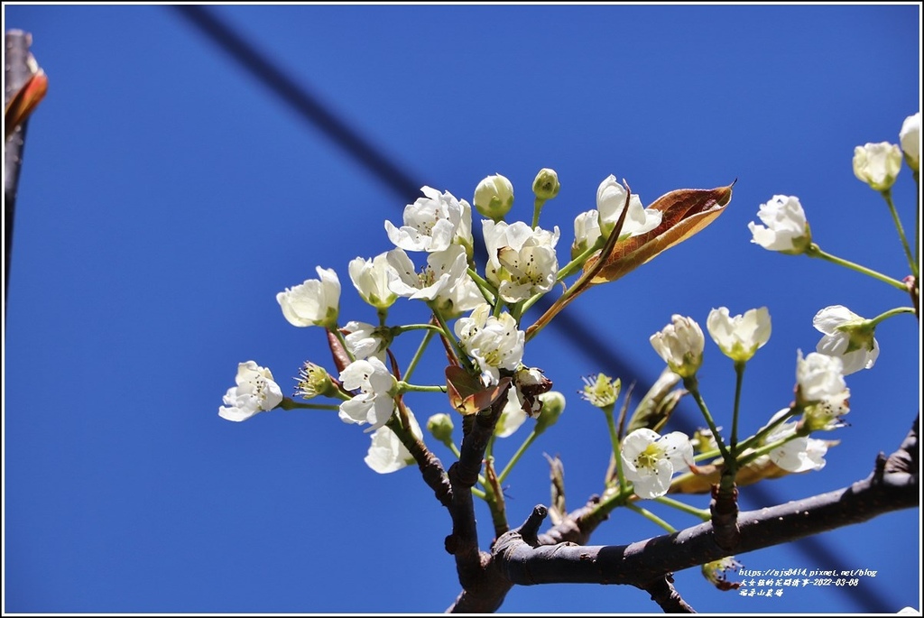 福壽山農場-2022-03-04.jpg 福壽山農場-2022-03-04.jpg