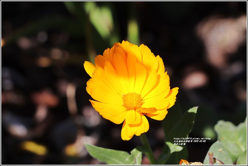 福壽山農場-2022-03-03.jpg 福壽山農場-2022-03-03.jpg