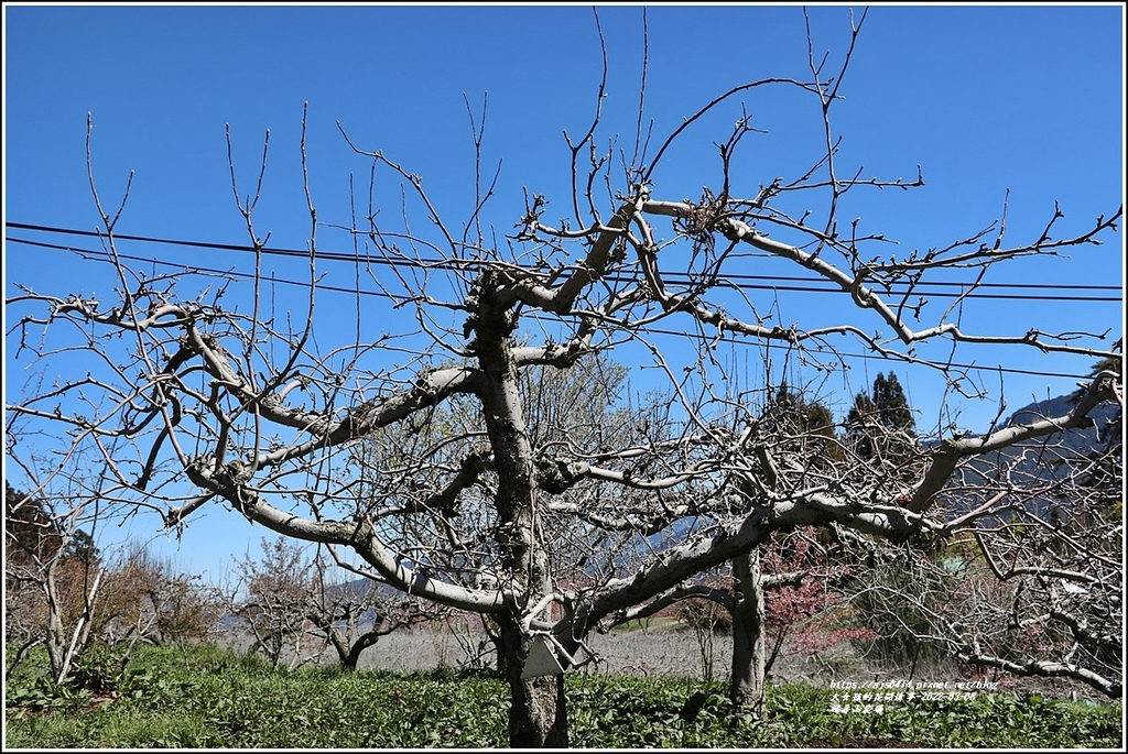 福壽山農場-2022-03-06.jpg 福壽山農場-2022-03-06.jpg