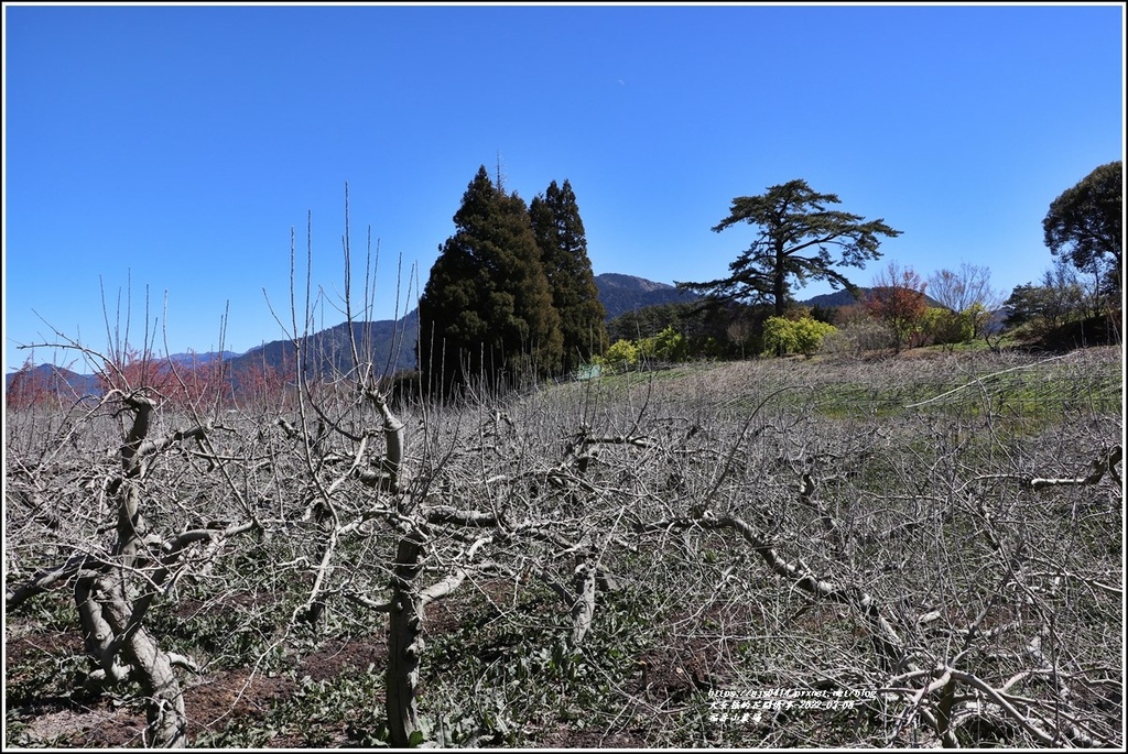 福壽山農場-2022-03-09.jpg 福壽山農場-2022-03-09.jpg