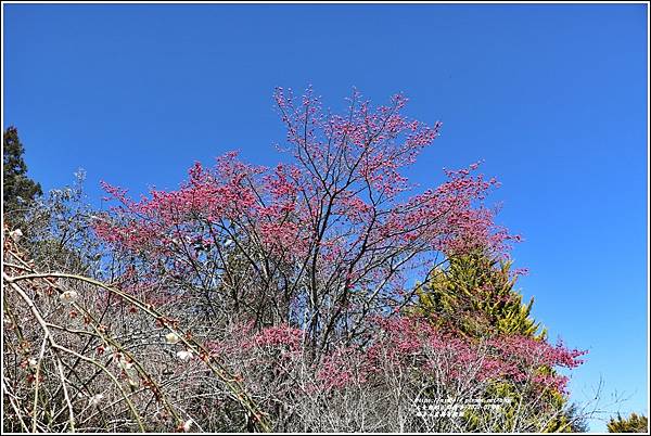 福壽山農場-2022-03-14.jpg