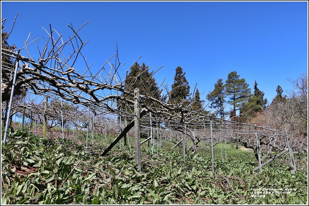 福壽山農場-2022-03-11.jpg 福壽山農場-2022-03-11.jpg