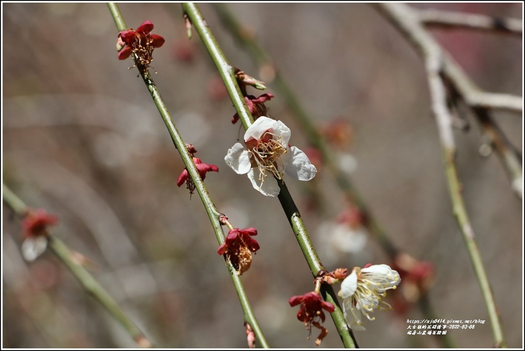 福壽山農場-2022-03-16.jpg 福壽山農場-2022-03-16.jpg