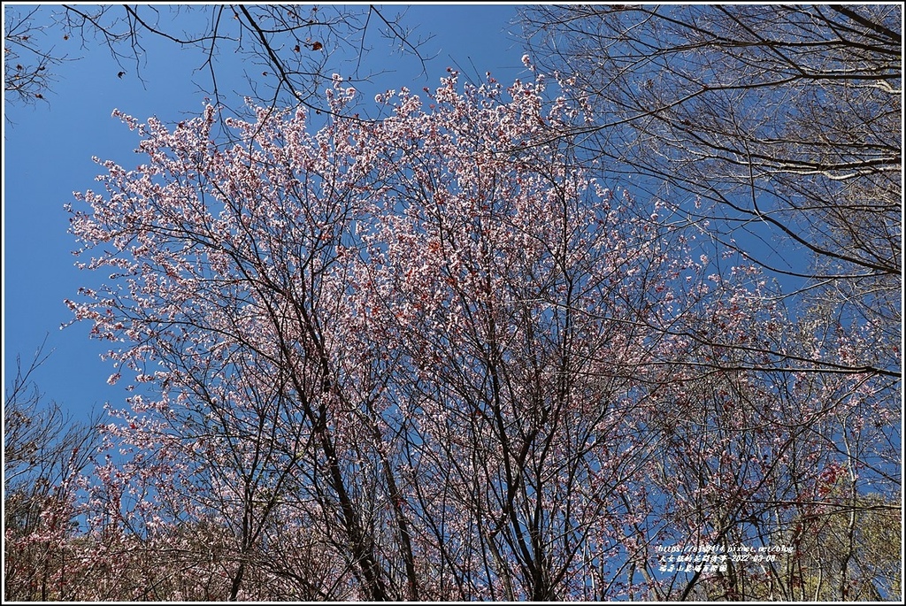 福壽山農場-2022-03-25.jpg