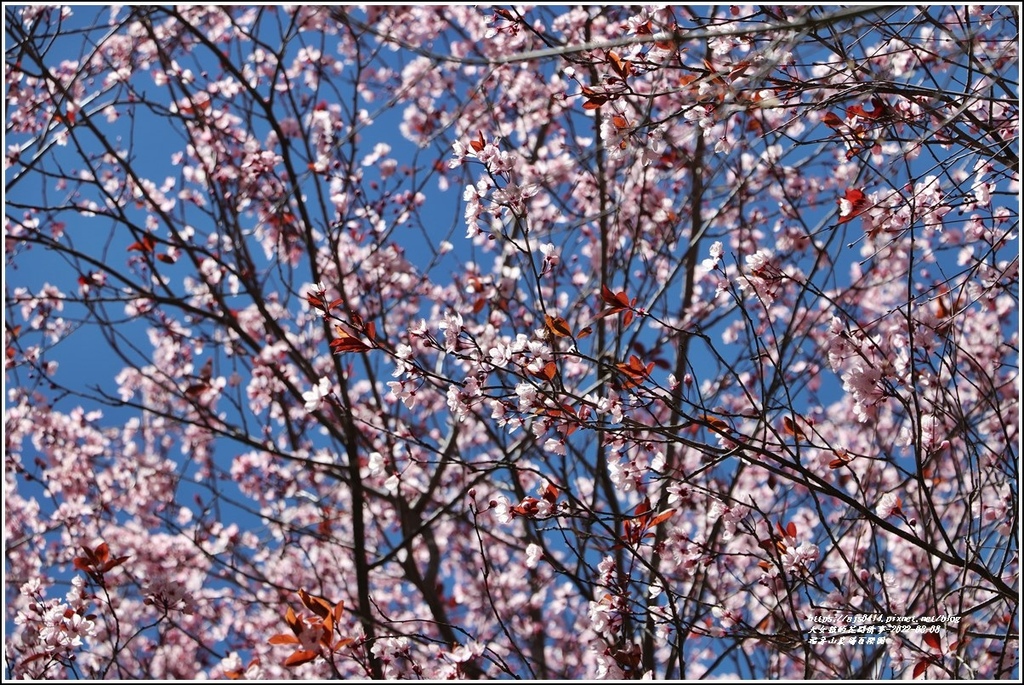 福壽山農場-2022-03-26.jpg 福壽山農場-2022-03-26.jpg