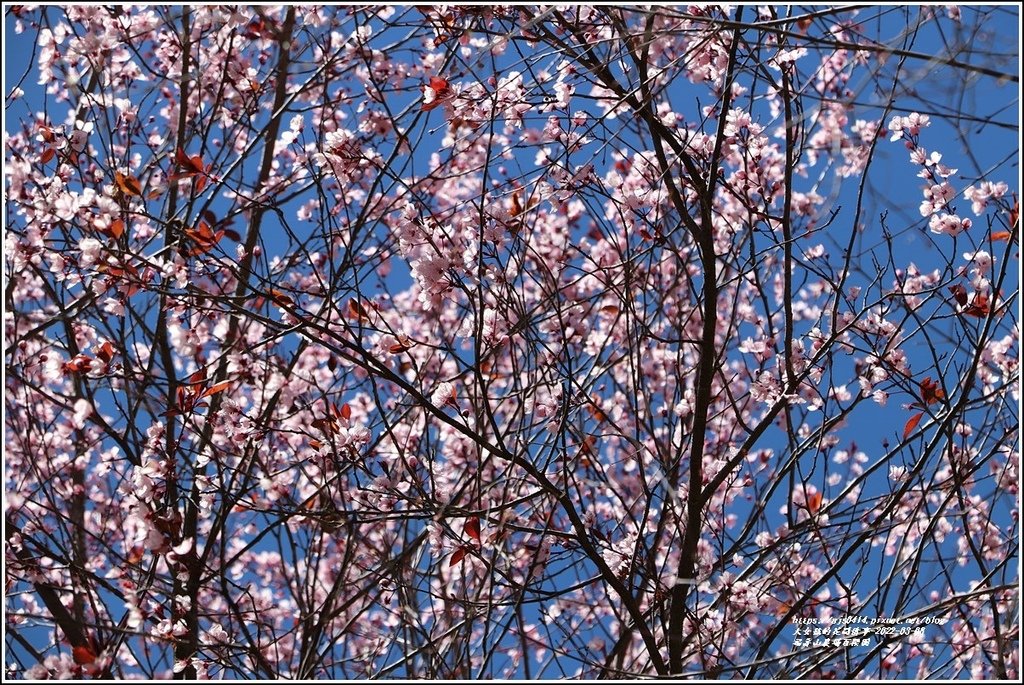 福壽山農場-2022-03-27.jpg 福壽山農場-2022-03-27.jpg