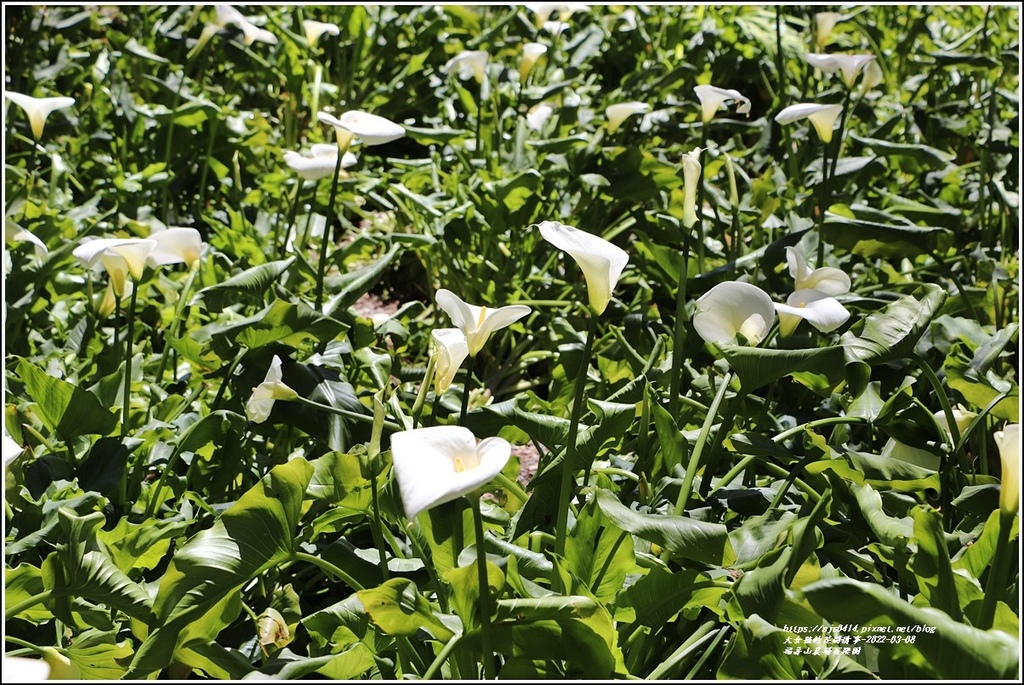 福壽山農場-2022-03-39.jpg 福壽山農場-2022-03-39.jpg