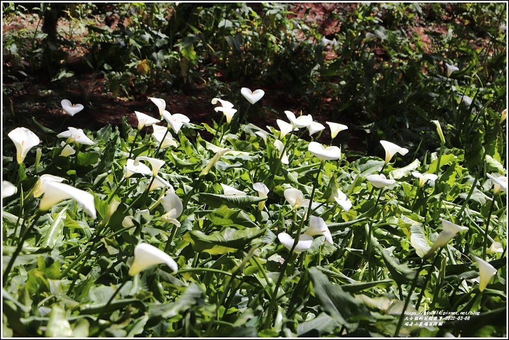 福壽山農場-2022-03-38.jpg 福壽山農場-2022-03-38.jpg