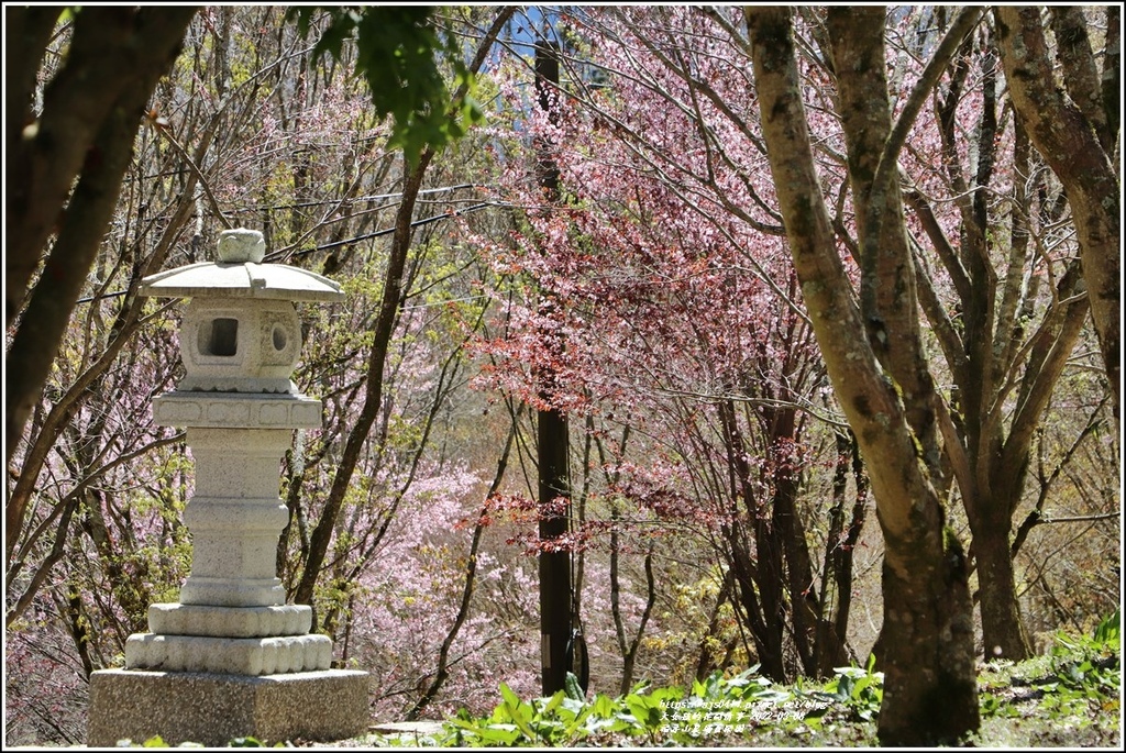 福壽山農場-2022-03-44.jpg 福壽山農場-2022-03-44.jpg