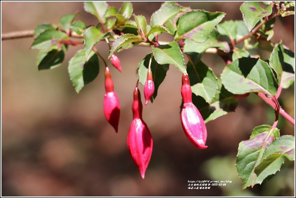 福壽山農場-2022-03-53.jpg 福壽山農場-2022-03-53.jpg