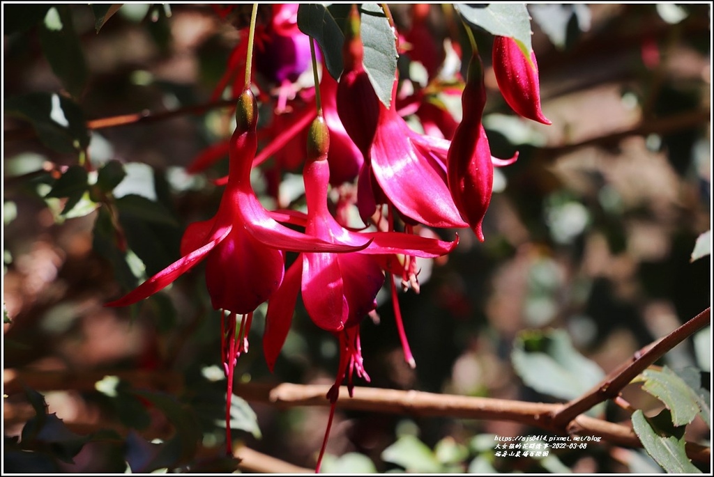 福壽山農場-2022-03-52.jpg 福壽山農場-2022-03-52.jpg