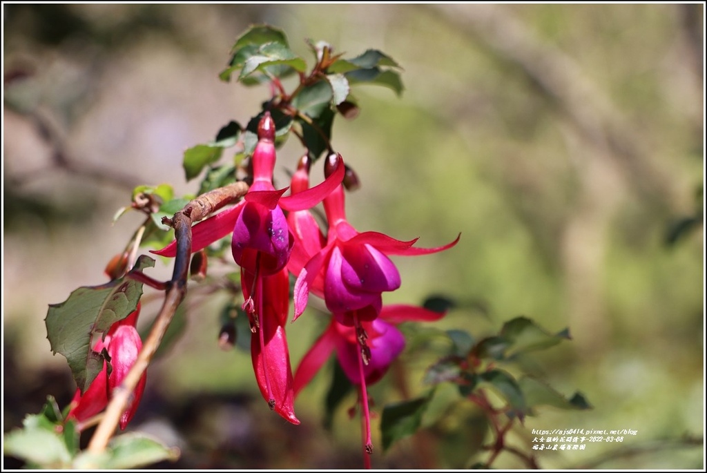 福壽山農場-2022-03-51.jpg 福壽山農場-2022-03-51.jpg