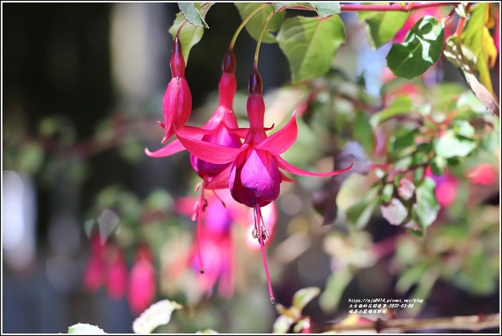 福壽山農場-2022-03-54.jpg 福壽山農場-2022-03-54.jpg