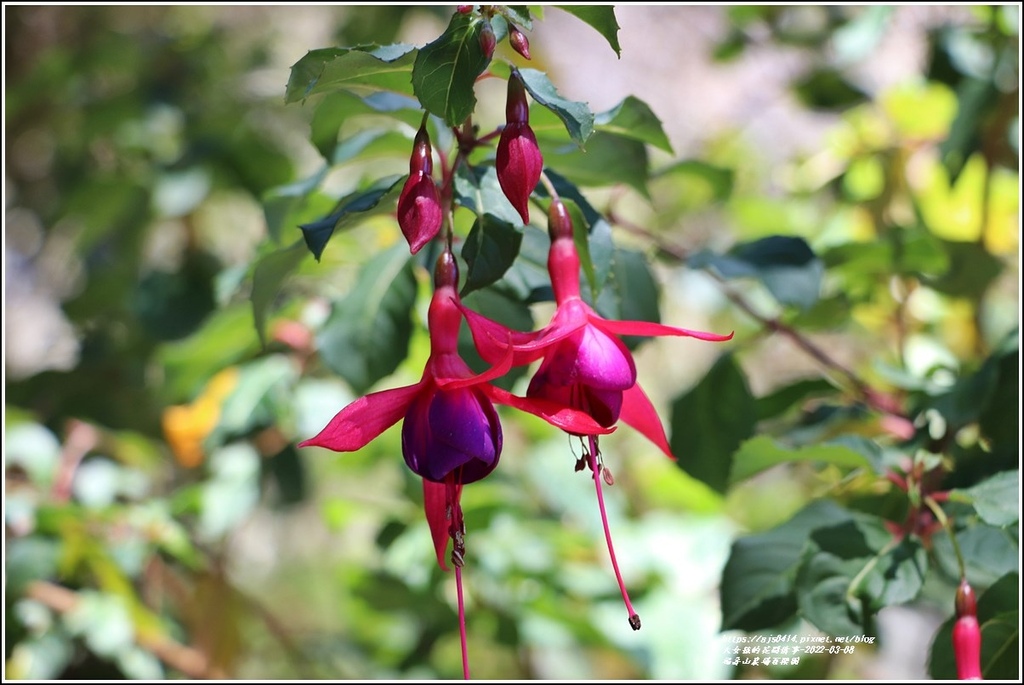 福壽山農場-2022-03-56.jpg 福壽山農場-2022-03-56.jpg