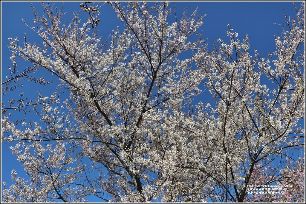 福壽山農場百櫻園(霧社櫻)-2022-03-03.jpg 福壽山農場百櫻園(霧社櫻)-2022-03-03.jpg