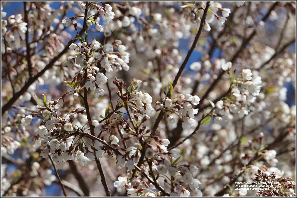 福壽山農場百櫻園(霧社櫻)-2022-03-06.jpg 福壽山農場百櫻園(霧社櫻)-2022-03-06.jpg