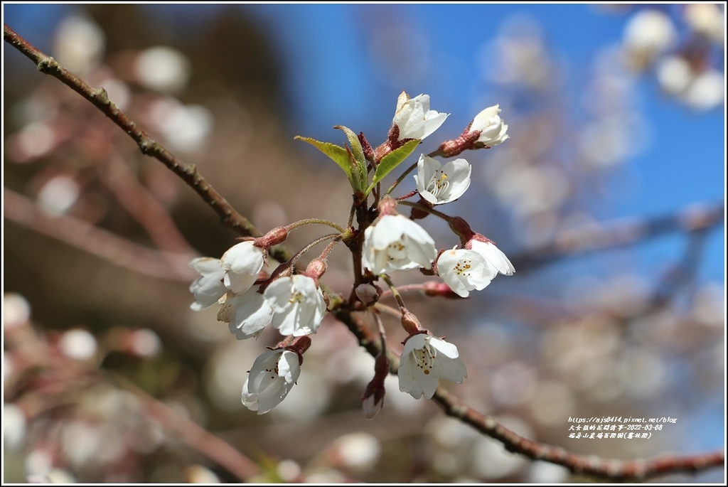 福壽山農場百櫻園(霧社櫻)-2022-03-05.jpg 福壽山農場百櫻園(霧社櫻)-2022-03-05.jpg