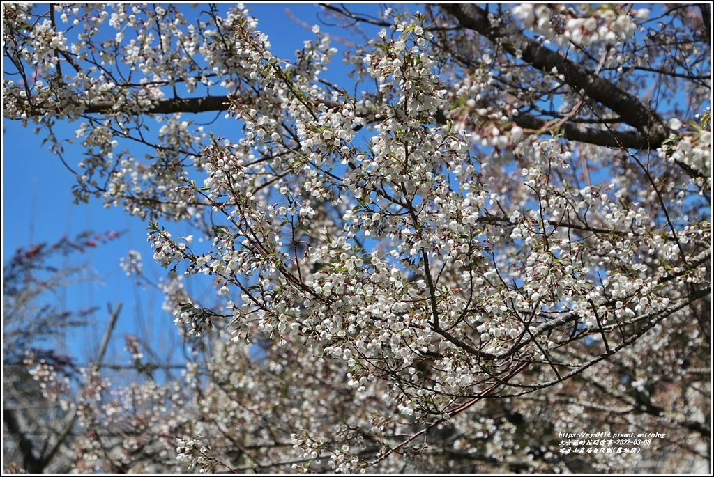 福壽山農場百櫻園(霧社櫻)-2022-03-02.jpg 福壽山農場百櫻園(霧社櫻)-2022-03-02.jpg