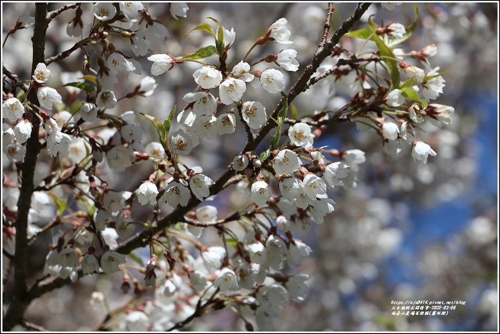 福壽山農場百櫻園(霧社櫻)-2022-03-01.jpg 福壽山農場百櫻園(霧社櫻)-2022-03-01.jpg