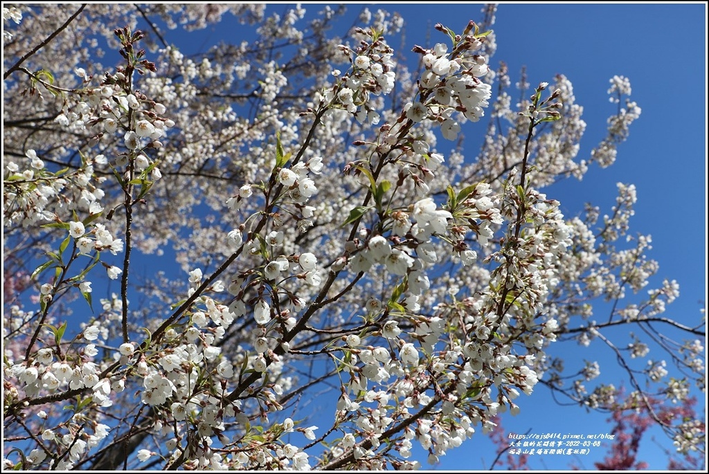 福壽山農場百櫻園(霧社櫻)-2022-03-08.jpg 福壽山農場百櫻園(霧社櫻)-2022-03-08.jpg