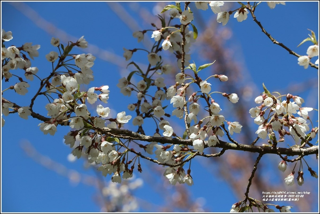 福壽山農場百櫻園(霧社櫻)-2022-03-16.jpg 福壽山農場百櫻園(霧社櫻)-2022-03-16.jpg