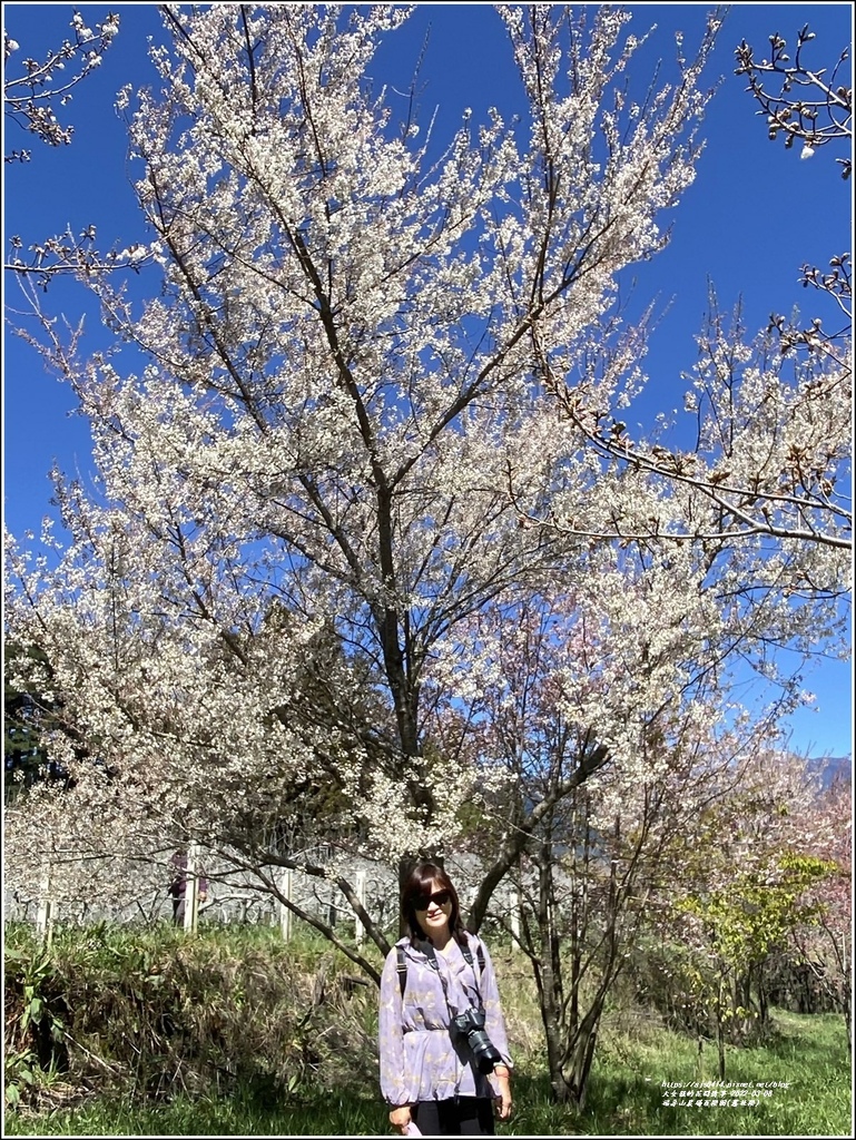 福壽山農場百櫻園(霧社櫻)-2022-03-18.jpg 福壽山農場百櫻園(霧社櫻)-2022-03-18.jpg