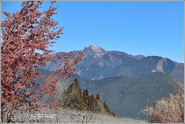 福壽山農場百櫻園-2022-03-01.jpg