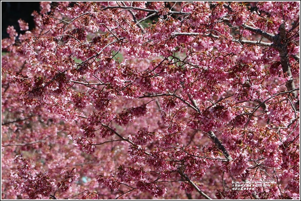 福壽山農場百櫻園-2022-03-04.jpg