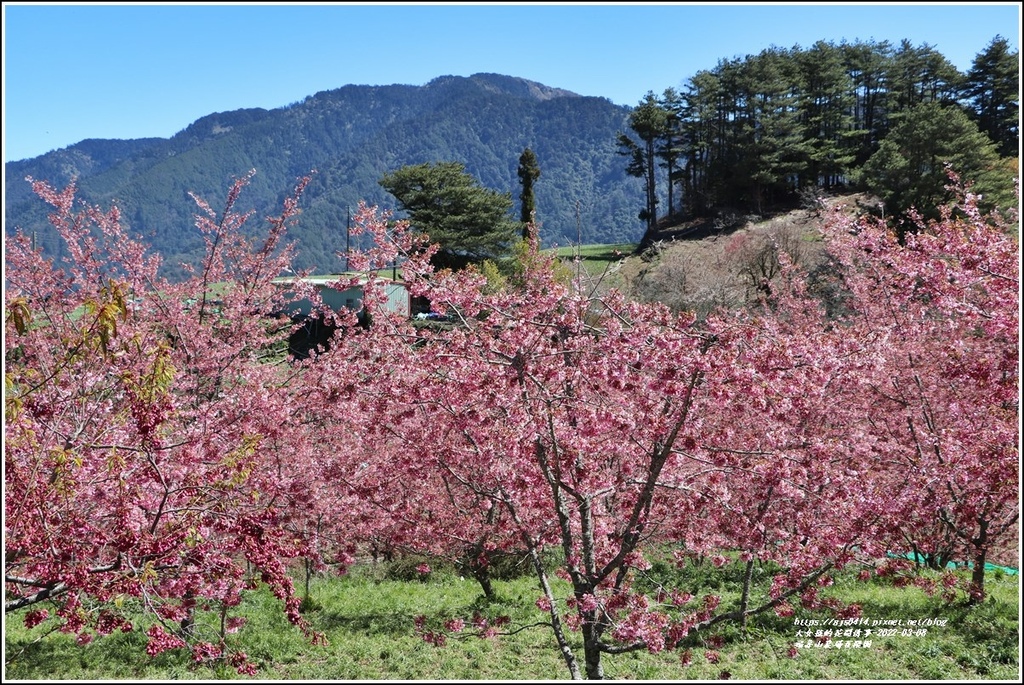 福壽山農場百櫻園-2022-03-03.jpg