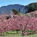 福壽山農場百櫻園-2022-03-03.jpg