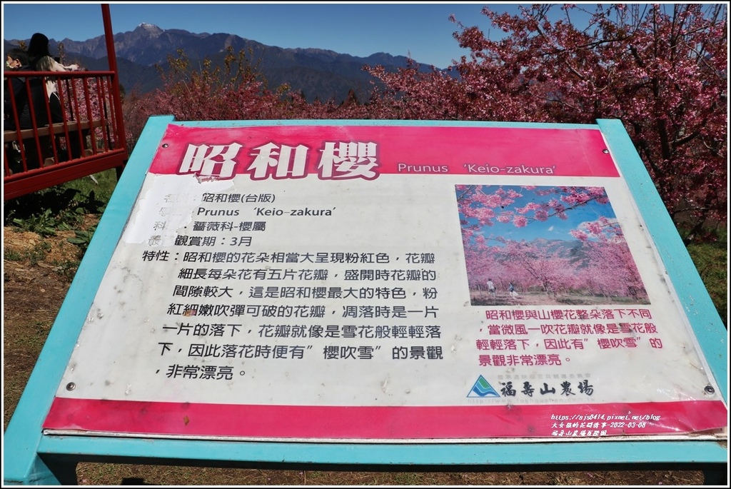 福壽山農場百櫻園-2022-03-05.jpg 福壽山農場百櫻園-2022-03-05.jpg
