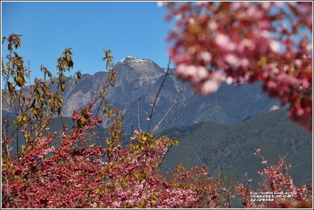 福壽山農場百櫻園-2022-03-06.jpg 福壽山農場百櫻園-2022-03-06.jpg