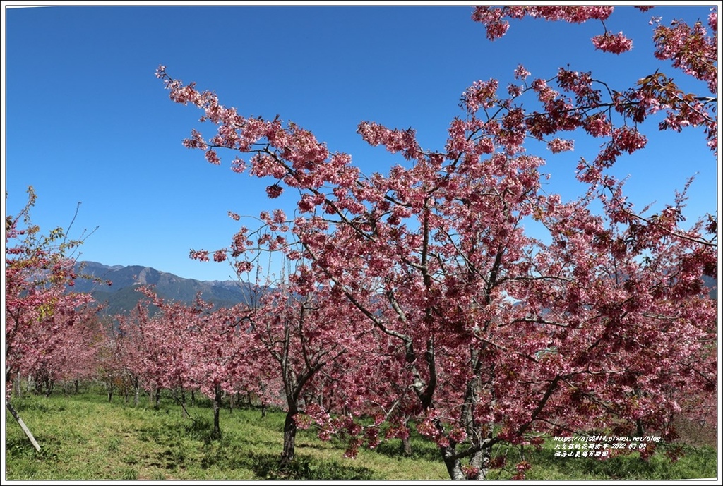 福壽山農場百櫻園-2022-03-07.jpg 福壽山農場百櫻園-2022-03-07.jpg