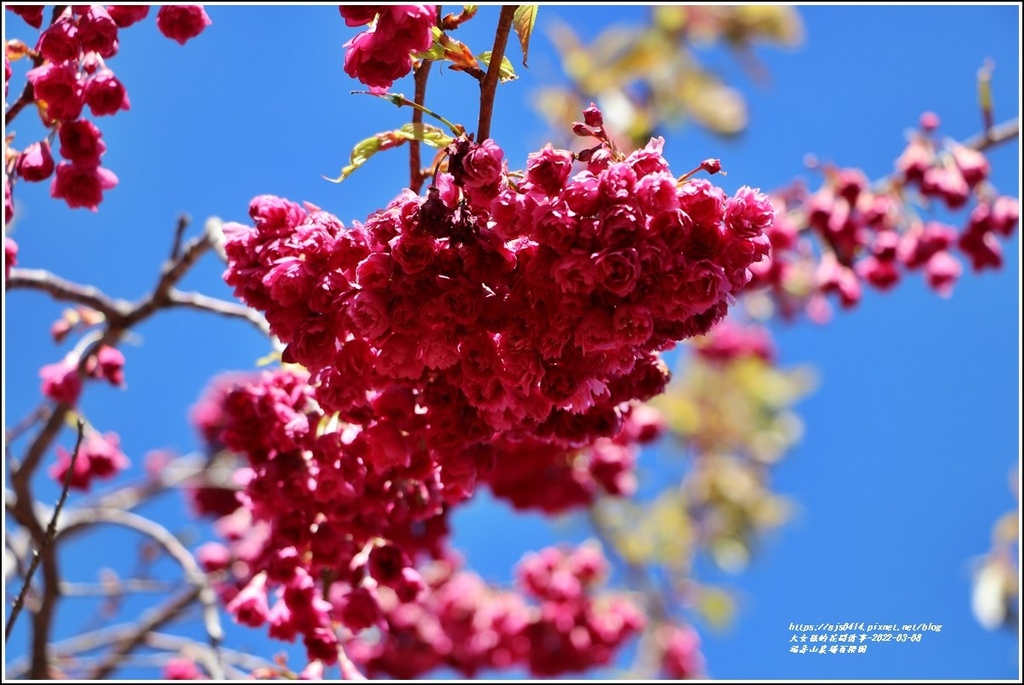 福壽山農場百櫻園-2022-03-08.jpg 福壽山農場百櫻園-2022-03-08.jpg