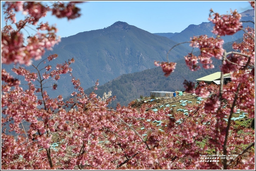 福壽山農場百櫻園-2022-03-12.jpg