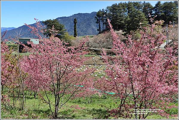 福壽山農場百櫻園-2022-03-13.jpg