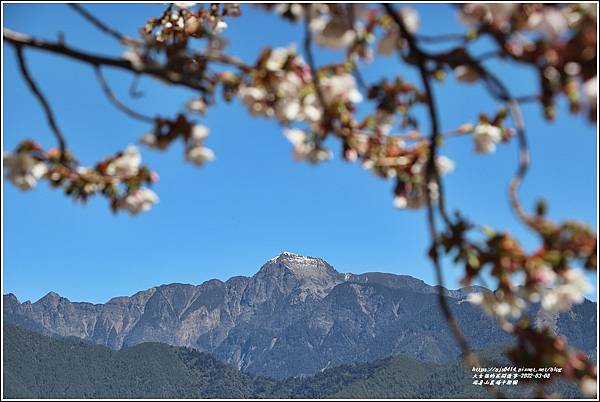 福壽山農場千櫻園-2022-03-124.jpg