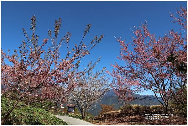 福壽山農場千櫻園-2022-03-123.jpg