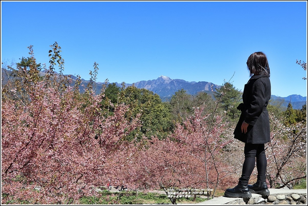 福壽山農場千櫻園-2022-03-137.jpg